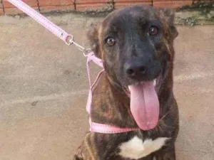 Cachorro raça RND idade 1 ano nome Chica