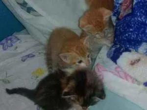 Gato raça Viralata idade Abaixo de 2 meses nome Du, Dudu, Edu e nega