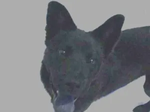 Cachorro raça Chow chow com akita idade 2 a 6 meses nome Thor