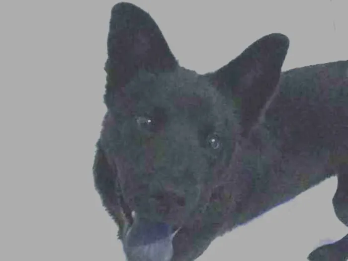 Cachorro ra a Chow chow com akita idade 2 a 6 meses nome Thor