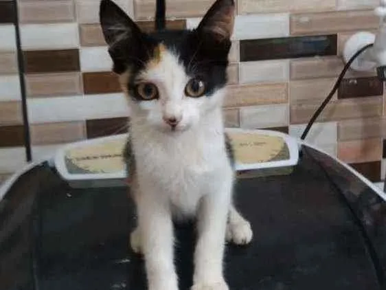 Gato raça Srd idade Abaixo de 2 meses nome Não sei nome ainda