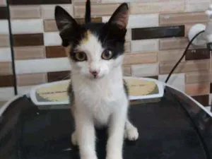 Gato raça Srd idade Abaixo de 2 meses nome Não sei nome ainda