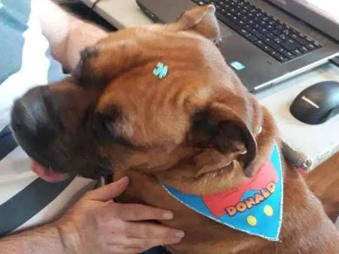 Cachorro ra a Boxer idade  nome Bruce
