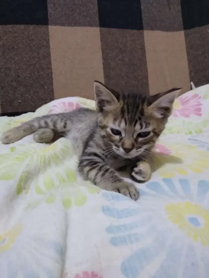 Gato raça SRD-ViraLata idade Abaixo de 2 meses nome LADY GAGA ZANGADA