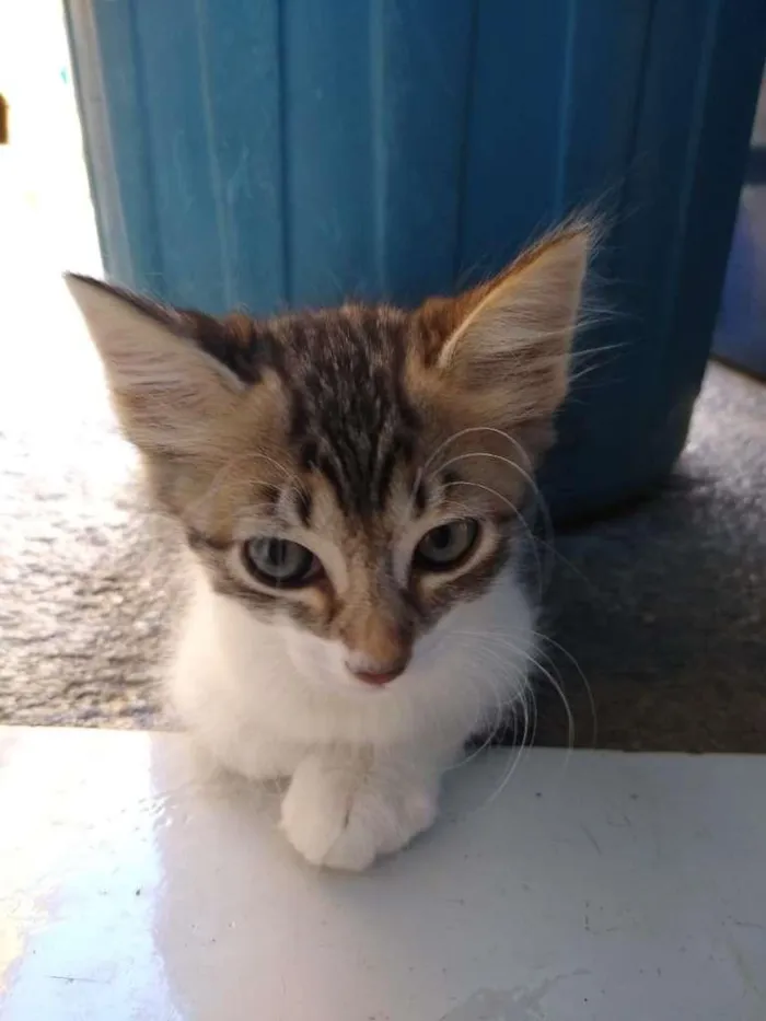 Gato raça SRD-ViraLata idade Abaixo de 2 meses nome PENÉLOPE CHARMOSA