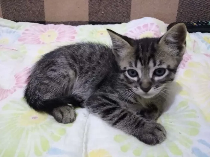 Gato raça SRD-ViraLata idade Abaixo de 2 meses nome TOM CRUISE