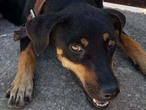 Cachorro raça indefinida  idade 2 anos nome Chitara