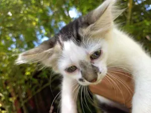 Gato raça SRD idade 2 a 6 meses nome Johny