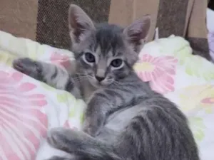 Gato raça SRD-ViraLata idade Abaixo de 2 meses nome MANDA CHUVA