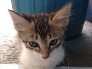 Gato raça SRD-ViraLata idade Abaixo de 2 meses nome PENÉLOPE CHARMOSA