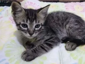 Gato raça SRD-ViraLata idade Abaixo de 2 meses nome TOM CRUISE