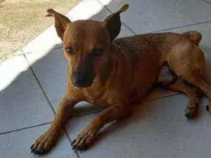 Cachorro raça indefinida  idade 4 anos nome Vampi