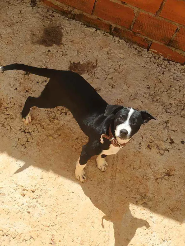 Cachorro ra a Não definida idade 2 a 6 meses nome Meg