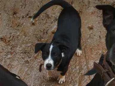 Cachorro ra a Não definida idade 2 a 6 meses nome Meg