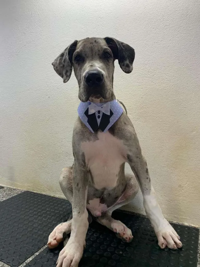 Cachorro raça DogueAlemão idade 1 ano nome Luck