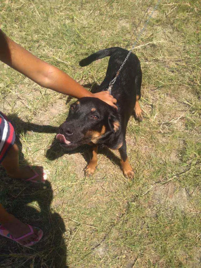 Cachorro ra a Sem raça definida idade 2 a 6 meses nome Bidu