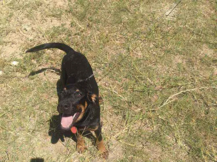 Cachorro ra a Sem raça definida idade 2 a 6 meses nome Bidu