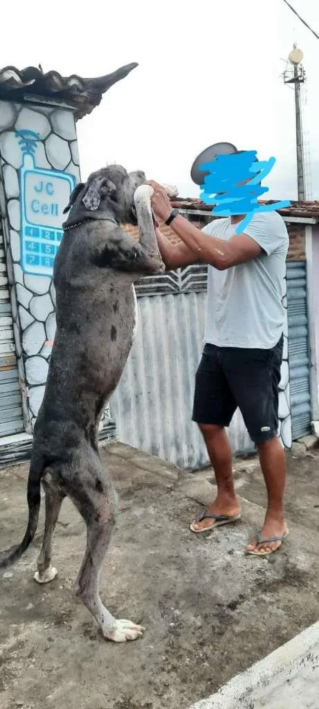 Cachorro raça DogueAlemão idade 1 ano nome Luck