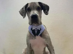 Cachorro raça DogueAlemão idade 1 ano nome Luck