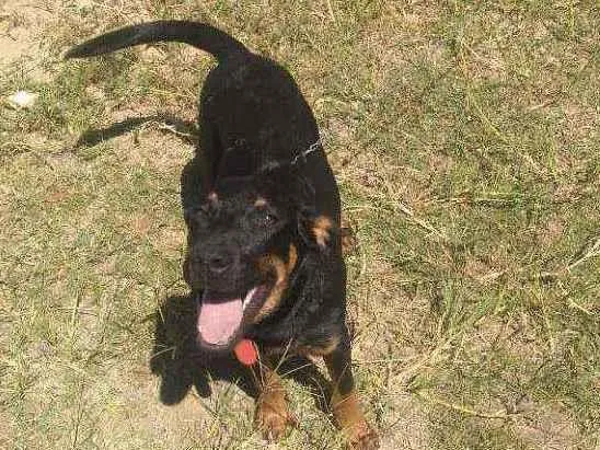 Cachorro ra a Sem raça definida idade 2 a 6 meses nome Bidu