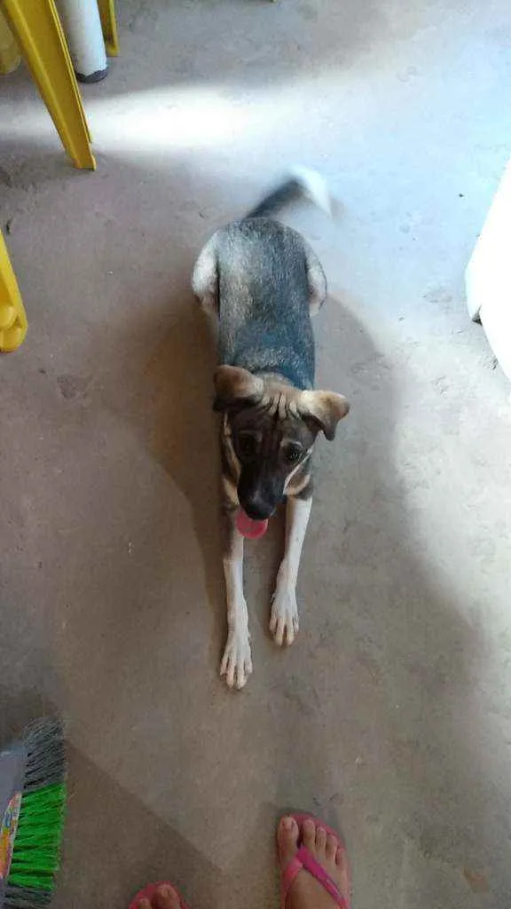 Cachorro raça Sem Raça Definida idade 7 a 11 meses nome Akame