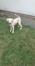 Apolo