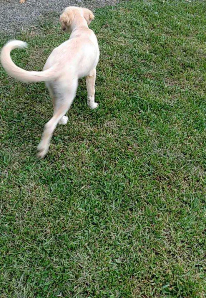 Cachorro ra a Labrador idade 2 a 6 meses nome Apolo