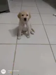 Apolo