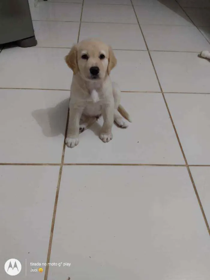 Cachorro ra a Labrador idade 2 a 6 meses nome Apolo