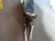Akame