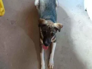 Cachorro raça Sem Raça Definida idade 7 a 11 meses nome Akame