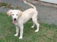 Apolo