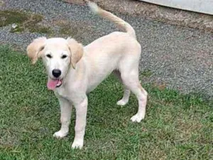 Cachorro raça Labrador idade 2 a 6 meses nome Apolo