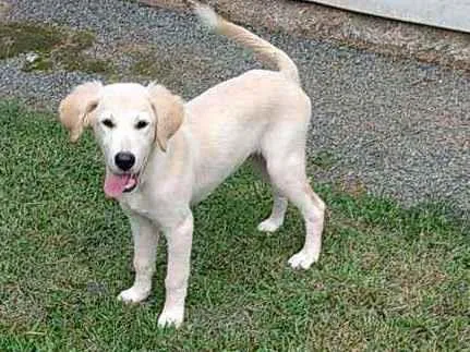 Cachorro ra a Labrador idade 2 a 6 meses nome Apolo