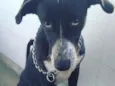 Bone