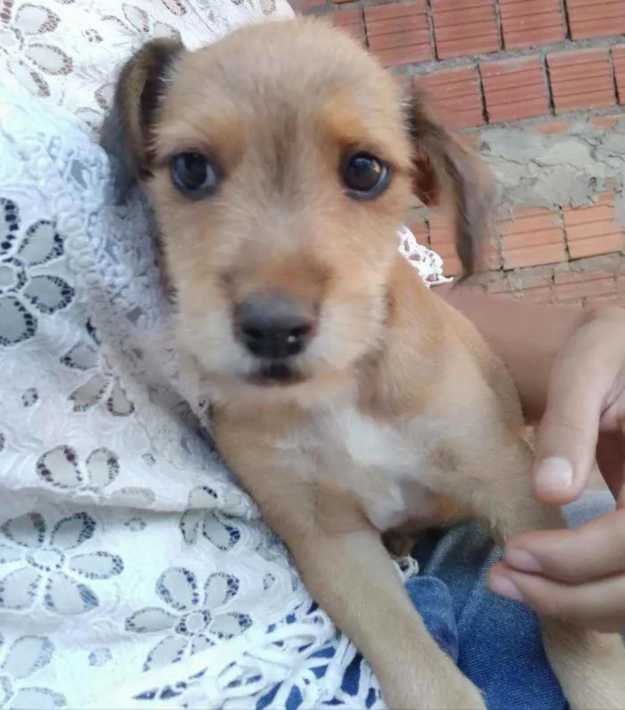 Cachorro ra a  idade 2 a 6 meses nome Bartolomeu