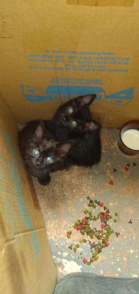 Gato ra a Srd idade Abaixo de 2 meses nome Bebes