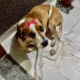 Maya 