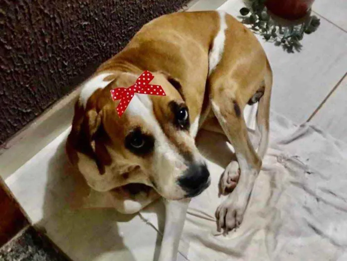 Cachorro ra a Mestiça  idade 7 a 11 meses nome Maya 