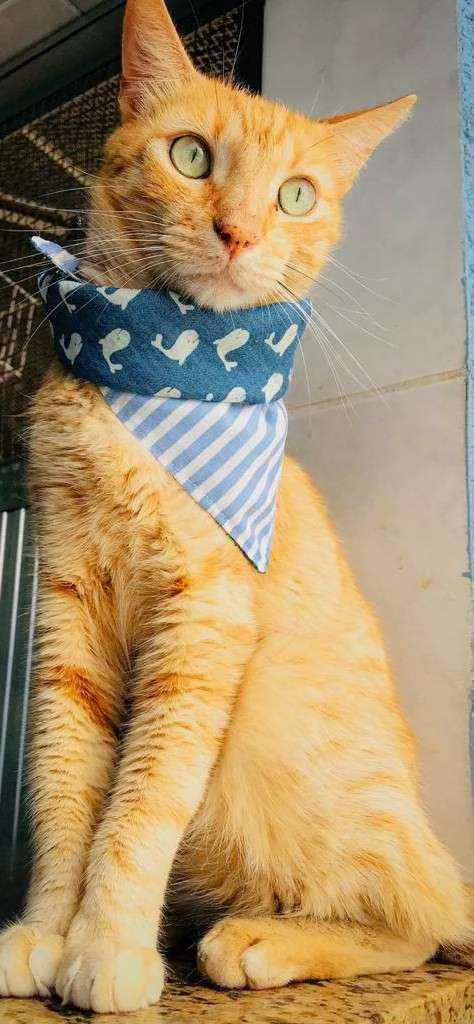 Gato ra a Srd idade 1 ano nome Romeu