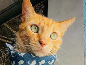 Gato raça Srd idade 1 ano nome Romeu