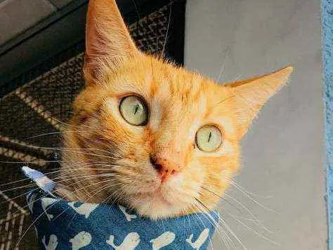 Gato ra a Srd idade 1 ano nome Romeu