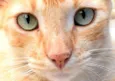 Romeu