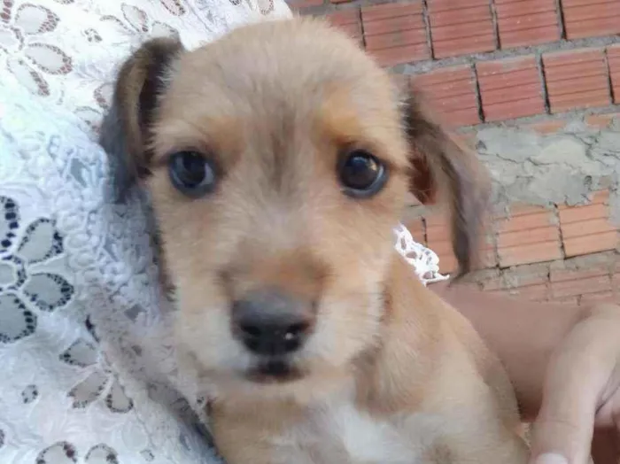 Cachorro ra a  idade 2 a 6 meses nome Bartolomeu