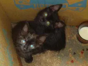 Gato raça Srd idade Abaixo de 2 meses nome Bebes