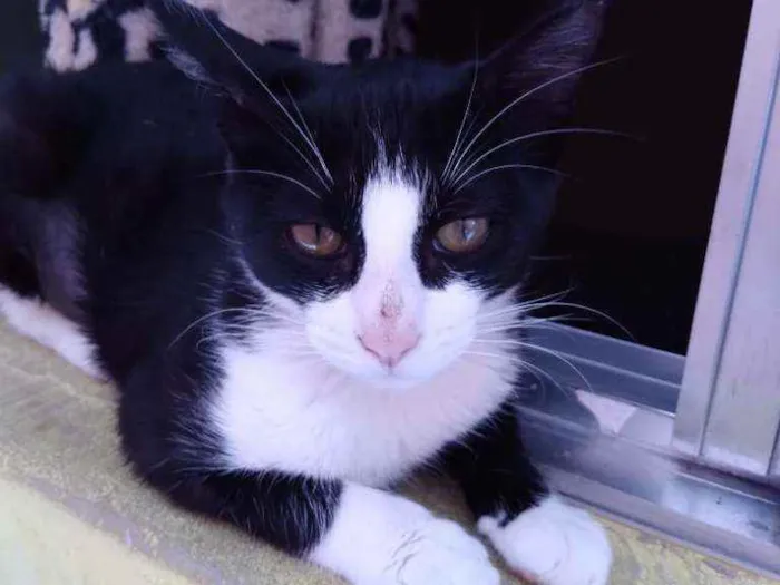 Gato ra a Sem definição idade 2 a 6 meses nome Abandonada