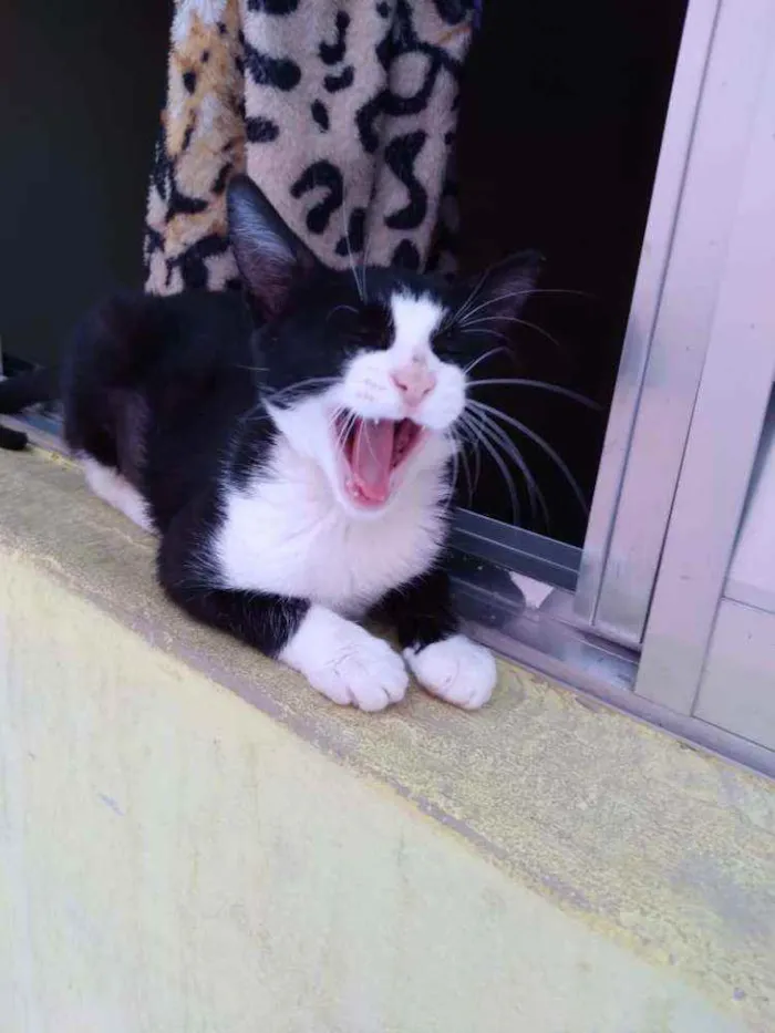 Gato ra a Sem definição idade 2 a 6 meses nome Abandonada