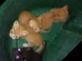 Laranjinhas e petinho