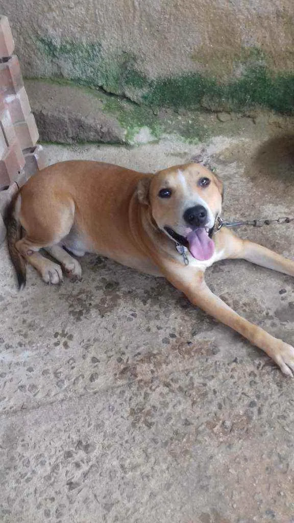 Cachorro ra a Vira latas idade 3 anos nome Zeus