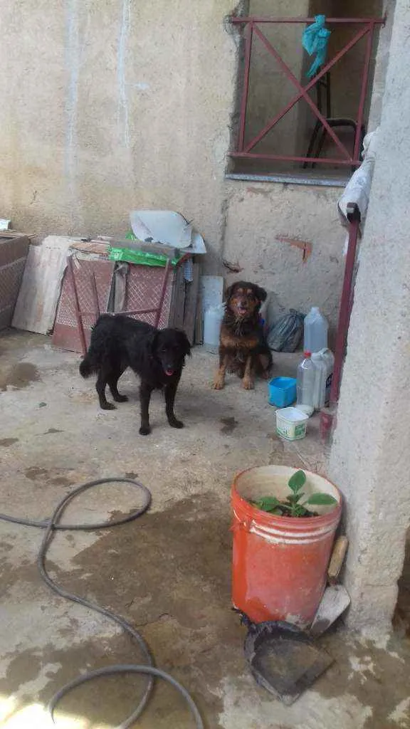 Cachorro ra a Vira latas idade 3 anos nome Zeus